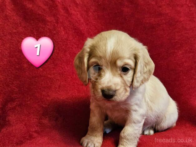 Beautiful COCKER SPANIEL PUPS for sale in Corwen, Denbighshire - Image 2