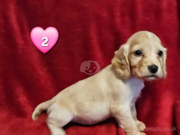 Beautiful COCKER SPANIEL PUPS for sale in Corwen, Denbighshire - Image 3