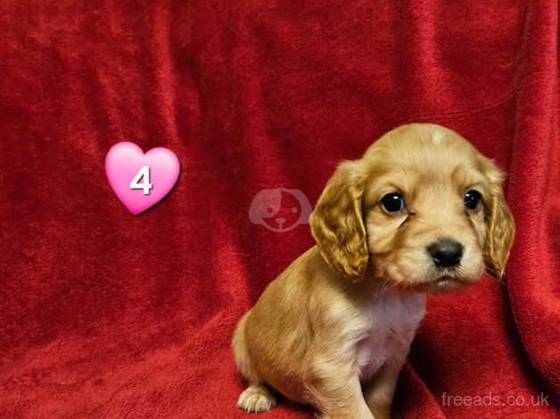 Beautiful COCKER SPANIEL PUPS for sale in Corwen, Denbighshire - Image 4