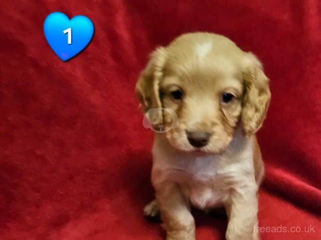 Beautiful COCKER SPANIEL PUPS for sale in Corwen, Denbighshire - Image 5