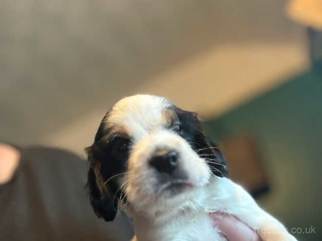 Beautiful cocker spaniel pups for sale in Norwich, Norfolk - Image 1