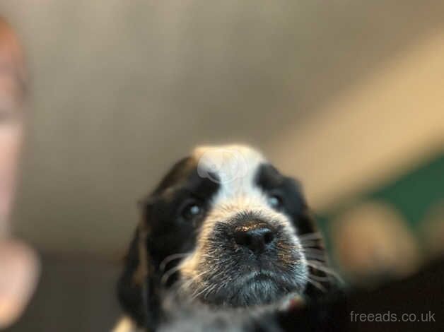 Beautiful cocker spaniel pups for sale in Norwich, Norfolk - Image 2