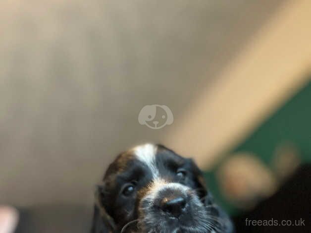 Beautiful cocker spaniel pups for sale in Norwich, Norfolk - Image 3