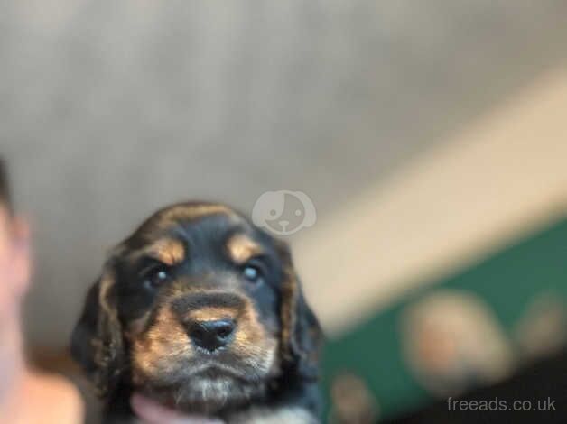 Beautiful cocker spaniel pups for sale in Norwich, Norfolk - Image 4