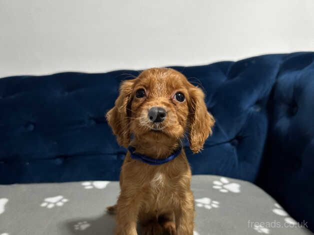 Beautiful cocker spaniel pups for sale in Sunderland, Cumbria - Image 1