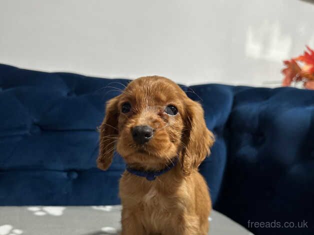 Beautiful cocker spaniel pups for sale in Sunderland, Cumbria - Image 2