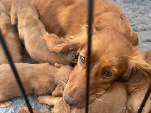 Beautiful cocker spaniel pups for sale in Sunderland, Cumbria - Image 3