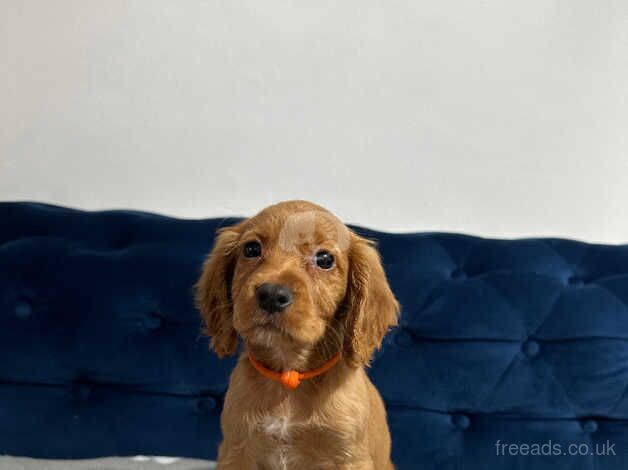 Beautiful cocker spaniel pups for sale in Sunderland, Cumbria - Image 4