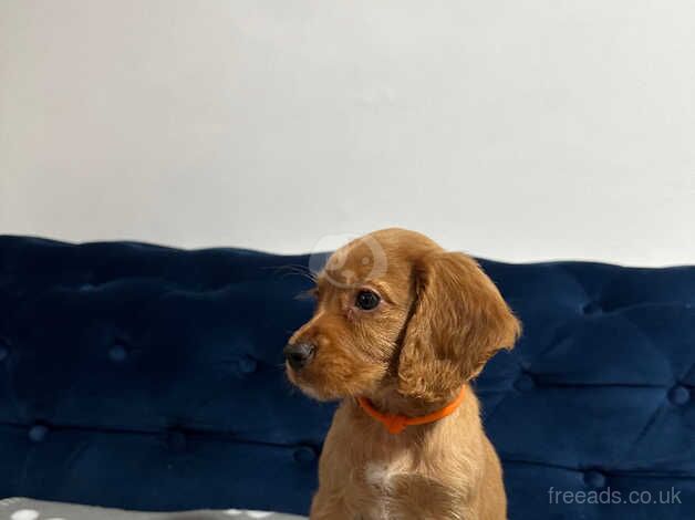 Beautiful cocker spaniel pups for sale in Sunderland, Cumbria - Image 5