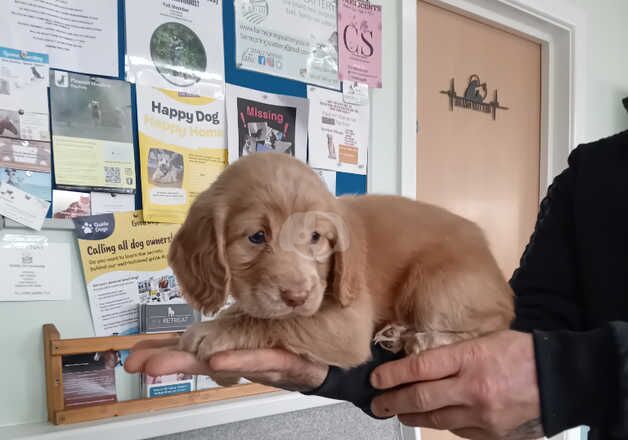 Beautiful cocker spaniel pups ready for new homes for sale in Swansea/Abertawe, Swansea