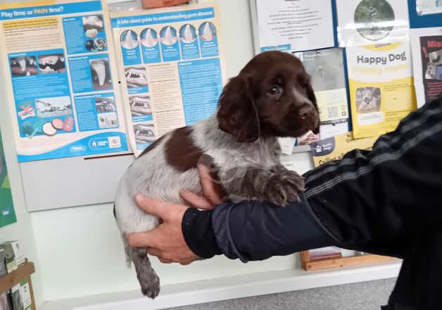 Beautiful cocker spaniel pups ready for new homes for sale in Swansea/Abertawe, Swansea - Image 2