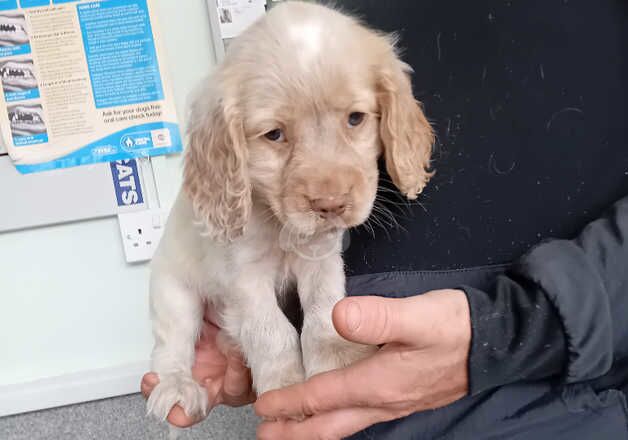 Beautiful cocker spaniel pups ready for new homes for sale in Swansea/Abertawe, Swansea - Image 3