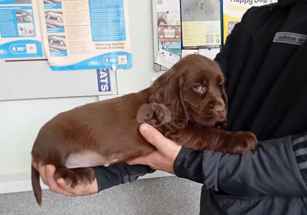 Beautiful cocker spaniel pups ready for new homes for sale in Swansea/Abertawe, Swansea - Image 4