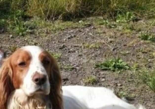 Beautiful cocker spaniel sisters for sale in Middlesbrough, North Yorkshire