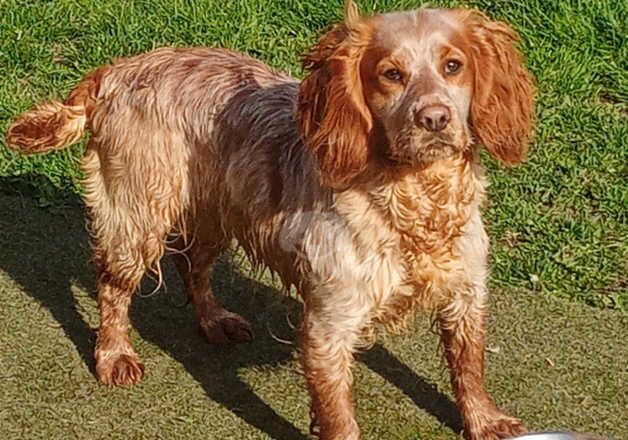 Beautiful cocker spaniel sisters for sale in Middlesbrough, North Yorkshire - Image 2