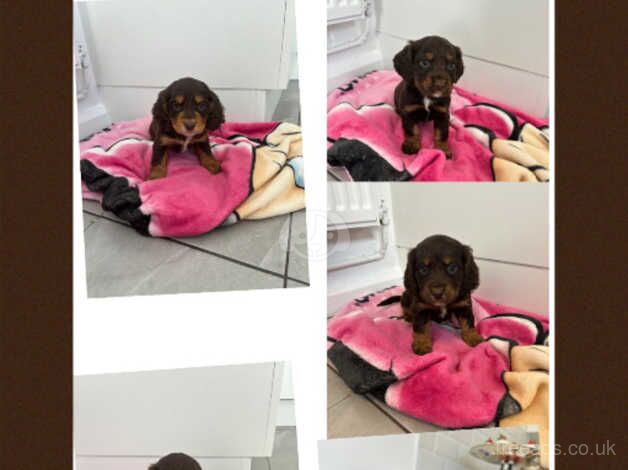 Beautiful cocker spaniels for sale in Reigate, Surrey