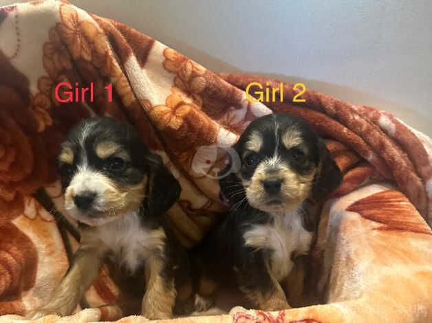 Cocker Spaniel Puppies for sale in South Yorkshire