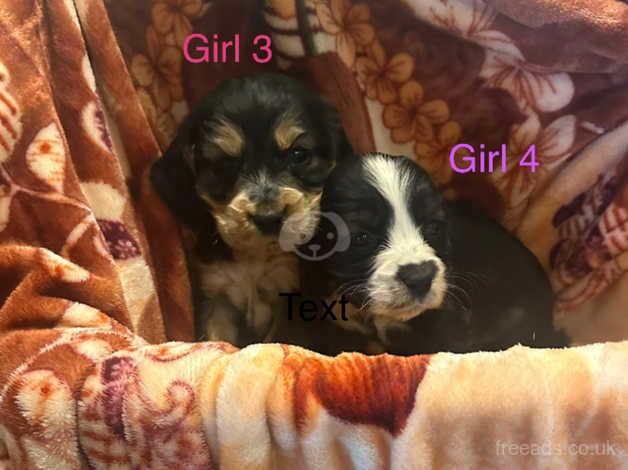 Cocker Spaniel Puppies for sale