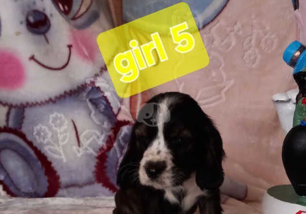 Beautiful Cocker spaniels looking for there forever home for sale in Rotherham, South Yorkshire - Image 5