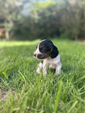 Beautiful Cocker Spaniels looking for there forever homes for sale in Corwen, Denbighshire - Image 1