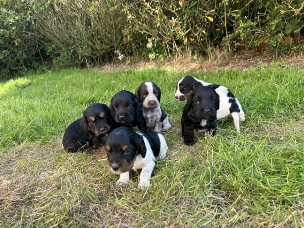 Beautiful Cocker Spaniels looking for there forever homes for sale in Corwen, Denbighshire - Image 2