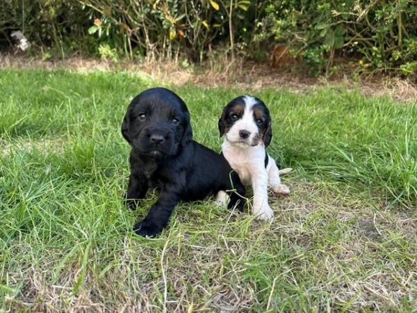 Beautiful Cocker Spaniels looking for there forever homes for sale in Corwen, Denbighshire - Image 3