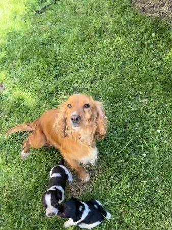 Beautiful Cocker Spaniels looking for there forever homes for sale in Corwen, Denbighshire - Image 4