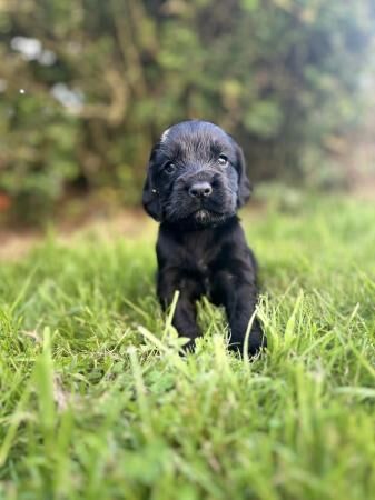 Beautiful Cocker Spaniels looking for there forever homes for sale in Corwen, Denbighshire - Image 5