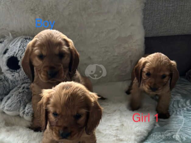 Beautiful Cocker Spaniels puppies for sale in Rotherham, South Yorkshire