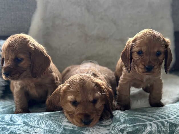 Beautiful Cocker Spaniels puppies for sale in Rotherham, South Yorkshire - Image 2