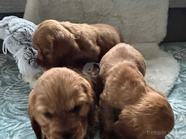 Beautiful Cocker Spaniels puppies for sale in Rotherham, South Yorkshire - Image 3