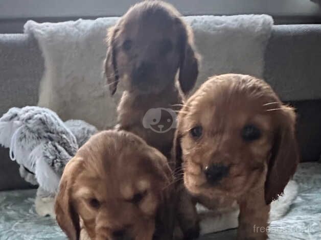 Beautiful Cocker Spaniels puppies for sale in Rotherham, South Yorkshire - Image 5