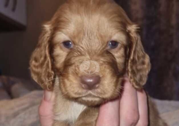 beautiful cocker spaniels READY NOW for sale in Aldershot, Hampshire