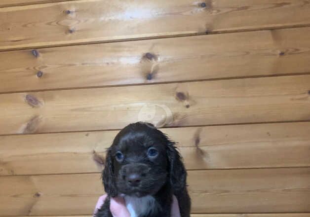 Cocker Spaniels for sale in Aldershot, Hampshire