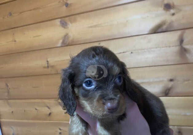 beautiful cocker spaniels READY NOW for sale in Aldershot, Hampshire - Image 3