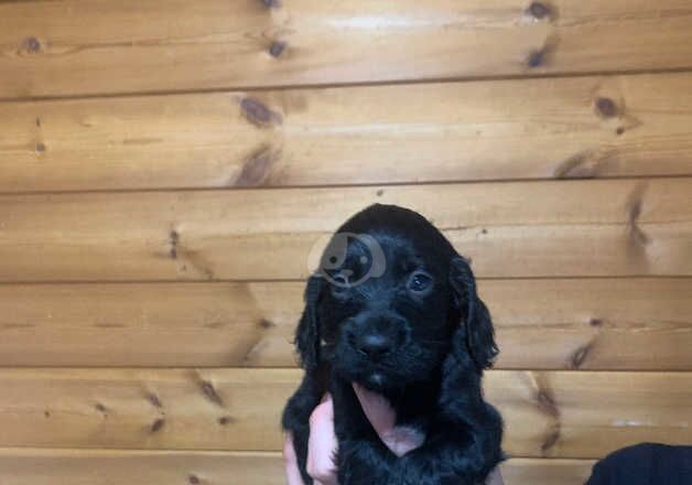 Cocker Spaniel Puppies for sale