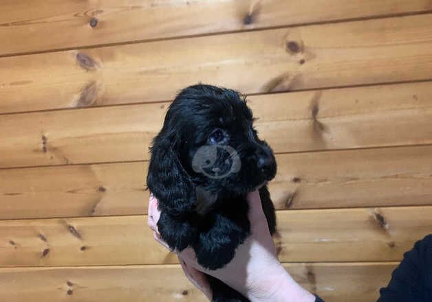 beautiful cocker spaniels READY NOW for sale in Aldershot, Hampshire - Image 5