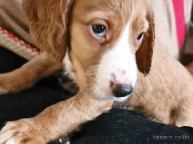 Beautiful cocker spaniels ready now for sale in Ashford, Surrey - Image 1