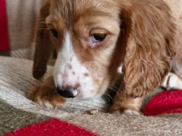 Beautiful cocker spaniels ready now for sale in Ashford, Surrey - Image 2