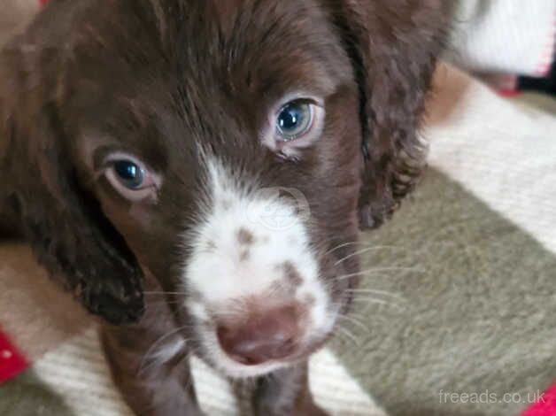 Beautiful cocker spaniels ready now for sale in Ashford, Surrey - Image 4