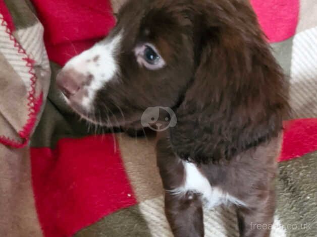 Beautiful cocker spaniels ready now for sale in Ashford, Surrey - Image 5