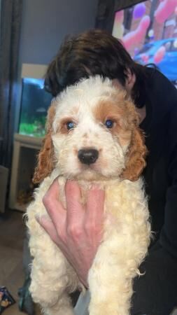 Beautiful cockerpoo boy puppy for sale in Barnsley, South Yorkshire