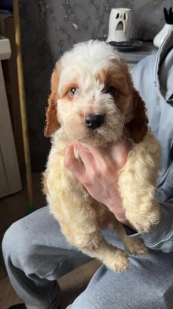 Beautiful cockerpoo boy puppy for sale in Barnsley, South Yorkshire - Image 2