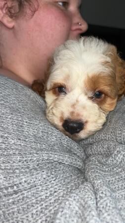 Beautiful cockerpoo boy puppy for sale in Barnsley, South Yorkshire - Image 3