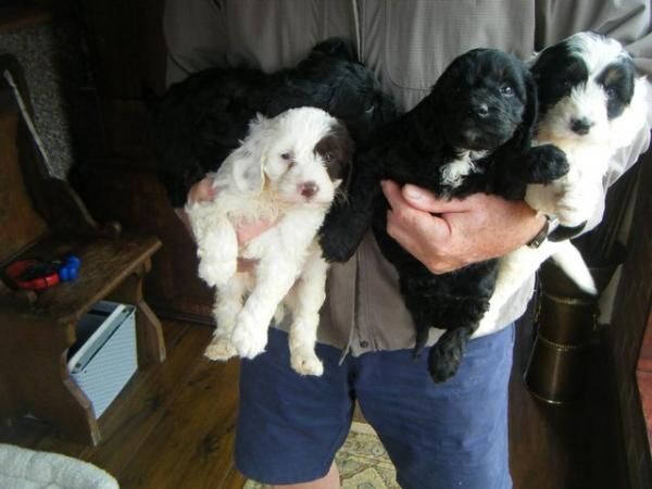 beautiful cockerpoo pups for sale in Tyldesley, Greater Manchester