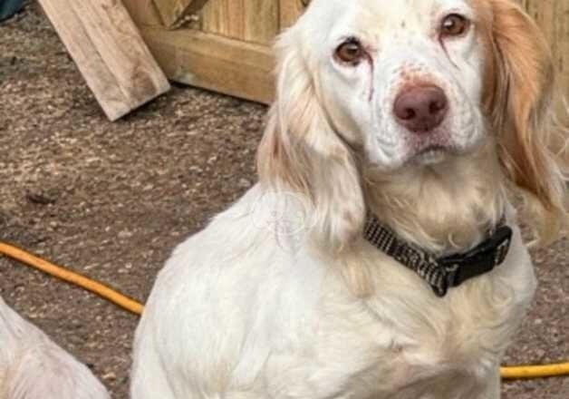 Beautiful cockers spaniel for sale in Basildon, Essex