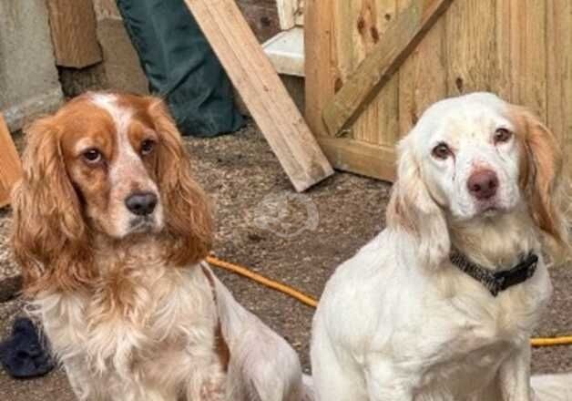 Beautiful cockers spaniel for sale in Basildon, Essex - Image 2