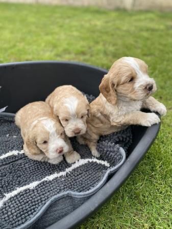 Beautiful F1 Cockapoo puppies for sale in Cheltenham, Gloucestershire