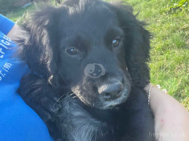 Beautiful F1 cocker spaniel for sale in Bath, Somerset