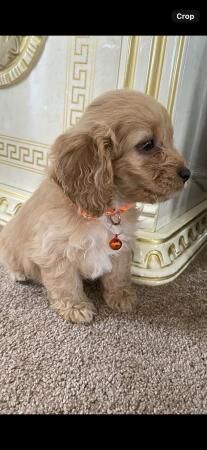 Beautiful f1cockapoo boys for sale in Tadley, Hampshire - Image 1